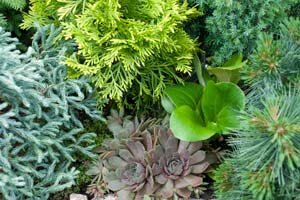 Botanic Gardens - evergreens and succulents