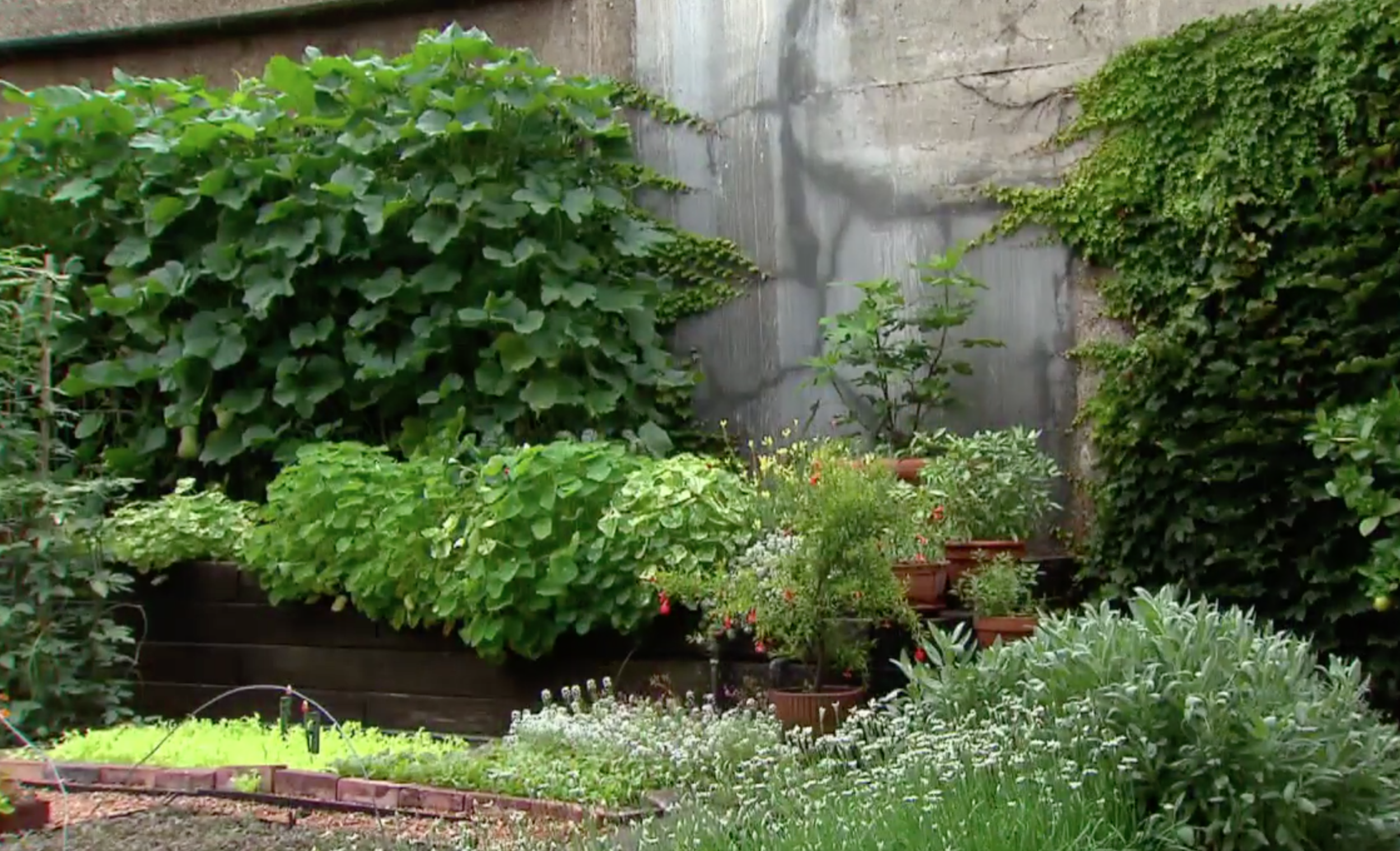 Bayless City Garden - garden beds