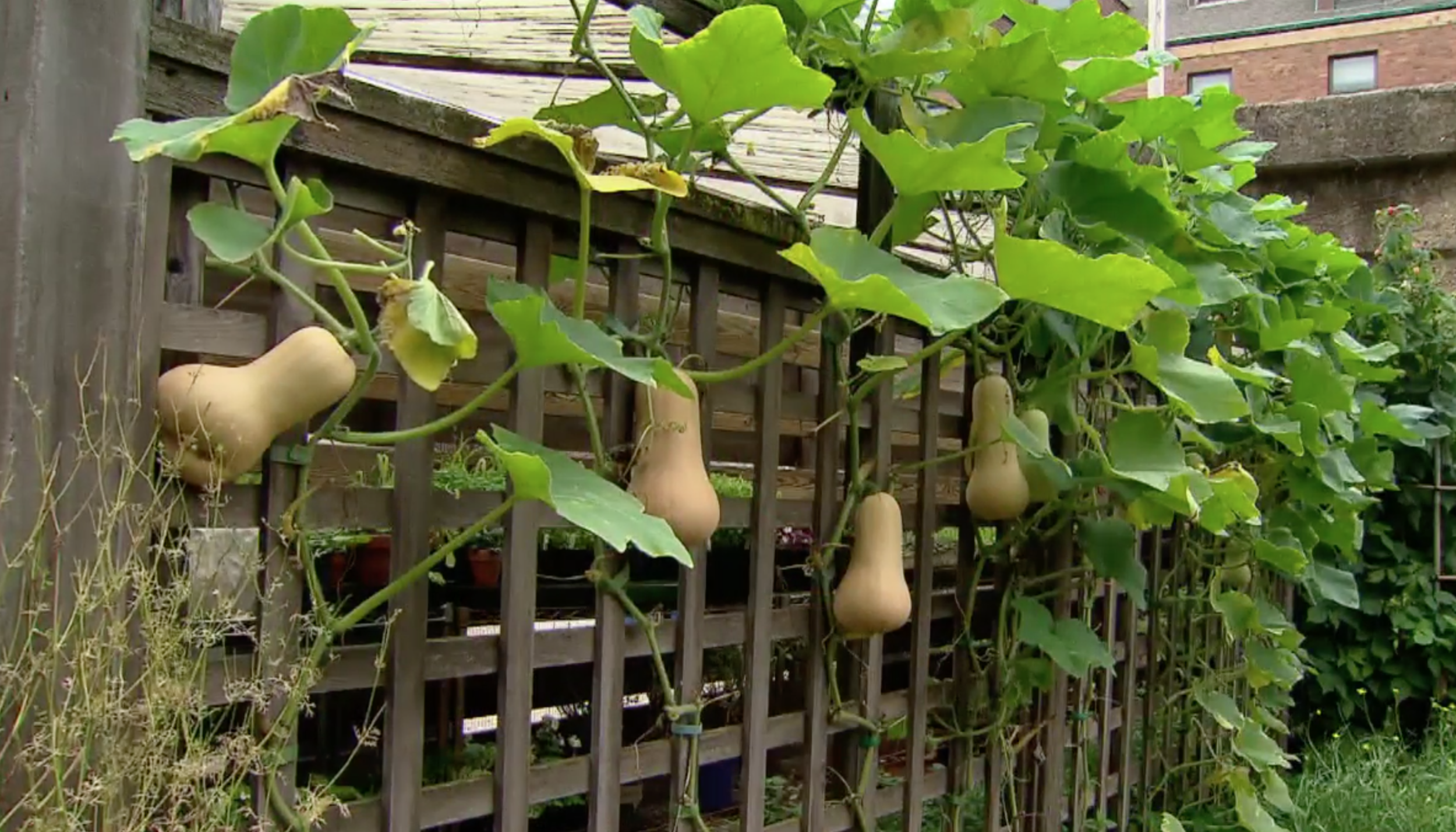 Bayless City Garden - gourds growing on lattice