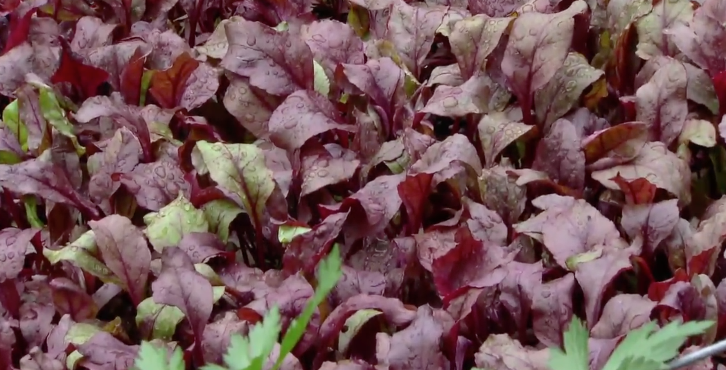 Bayless City Garden - growing produce