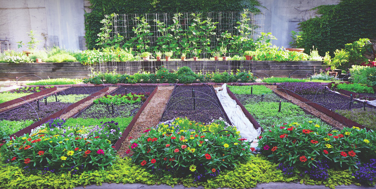 Bayless City Garden - wide angle of various garden beds