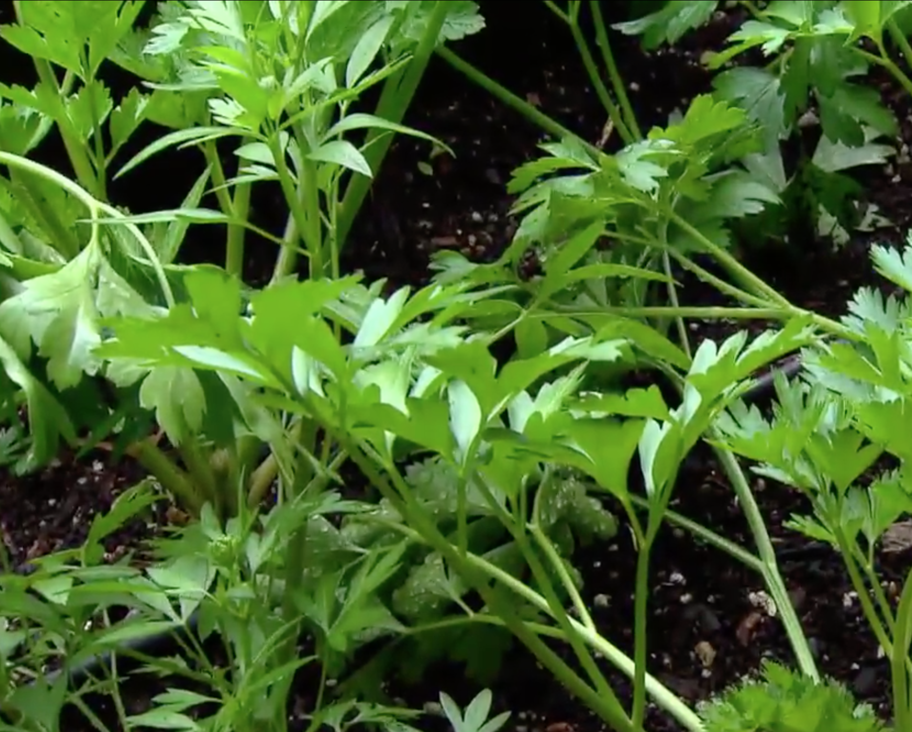 Bayless City Garden - growing herbs