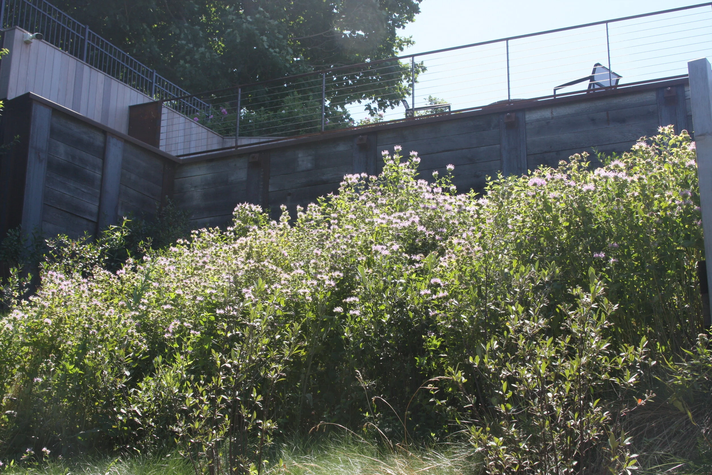 large residential highland park - native plantings along bluff