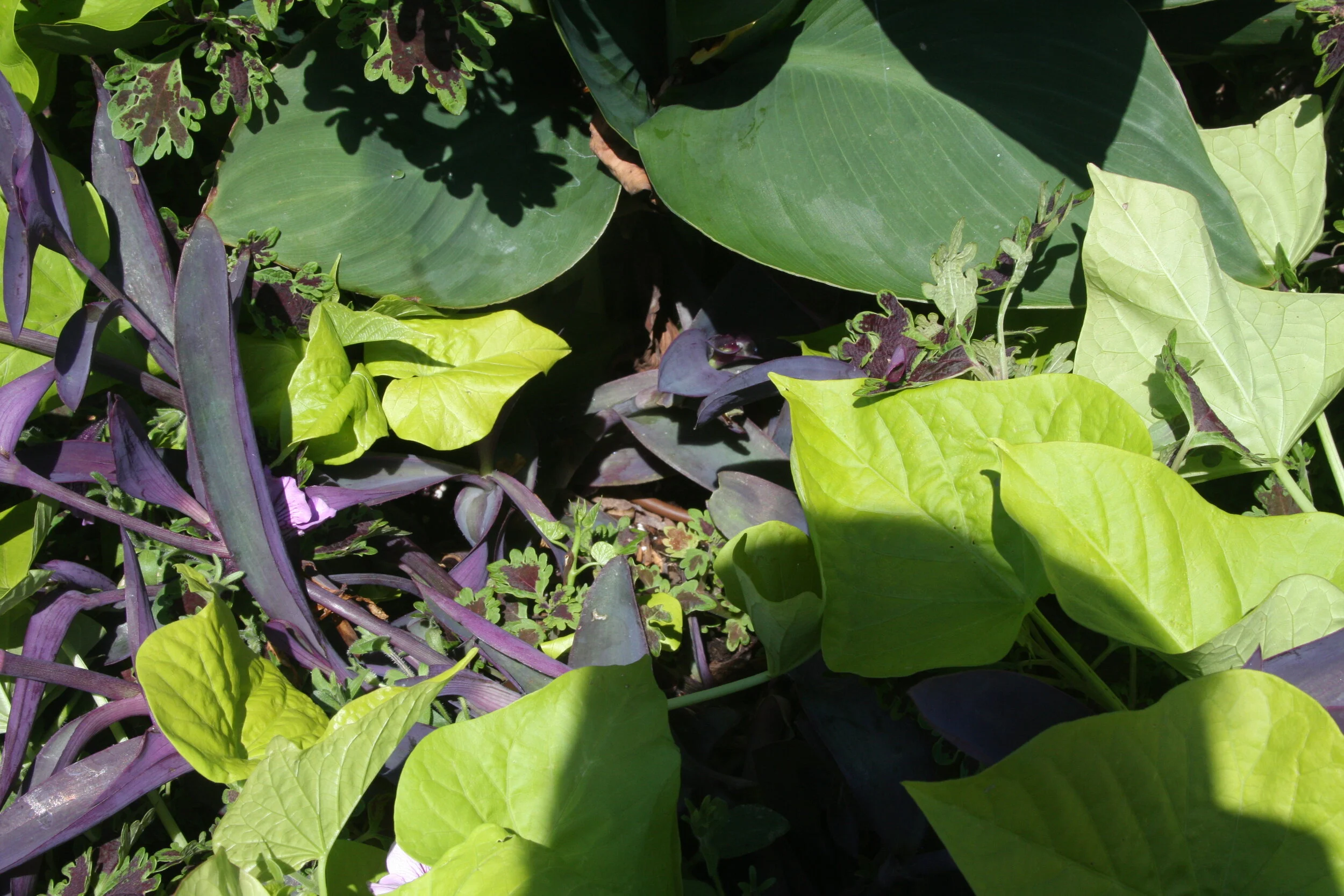 large residential highland park - plants