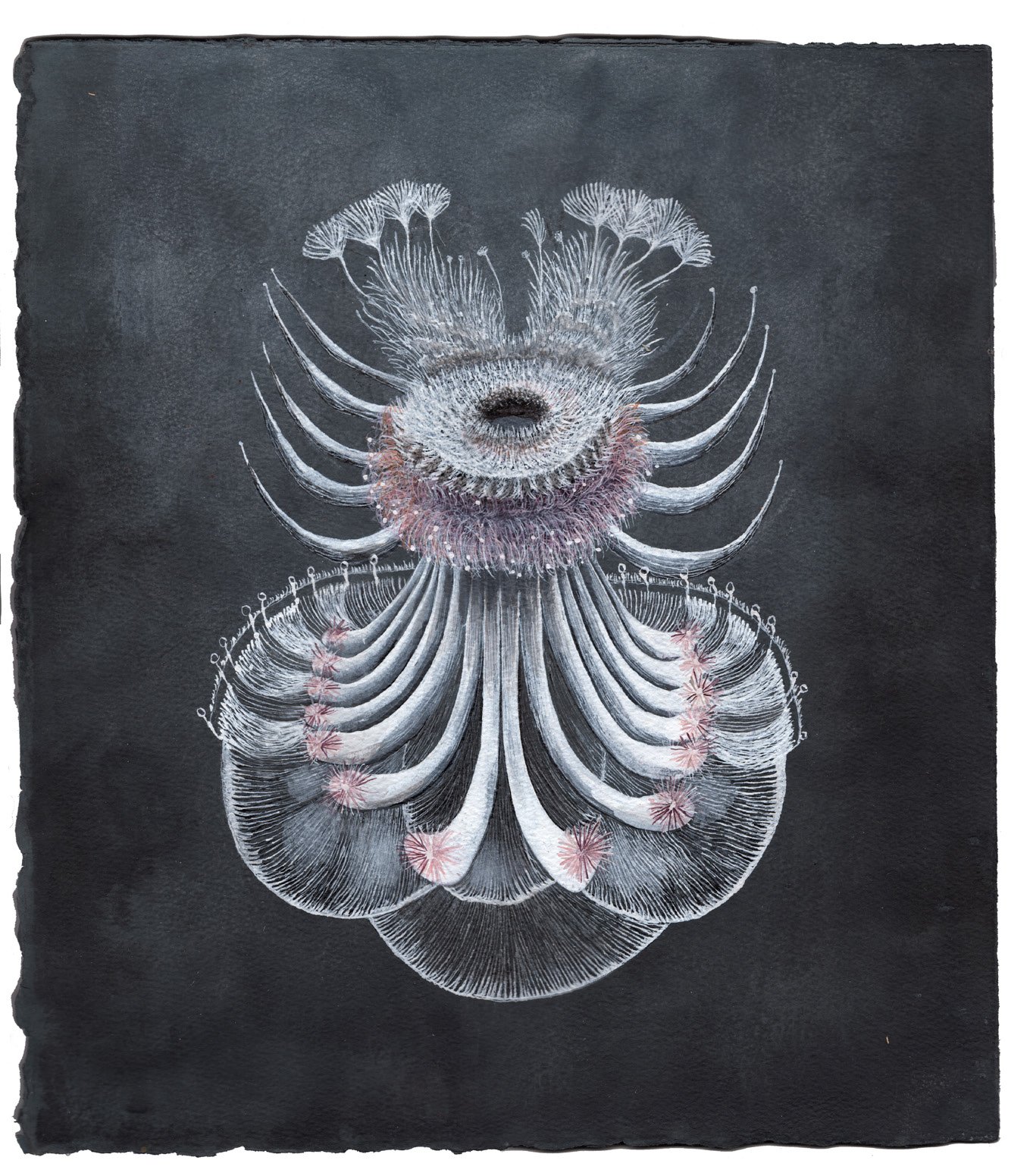 Dinoflagellate 1
350 x 400mm
Acrylic Ink on watercolour paper
$1,320.00