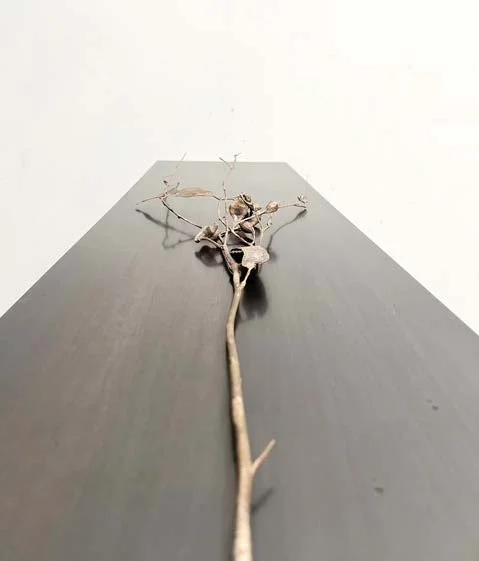 Weeping Caesia
Bronze, brass, mild steel,
74 x 120 x 30cm,
$8,500