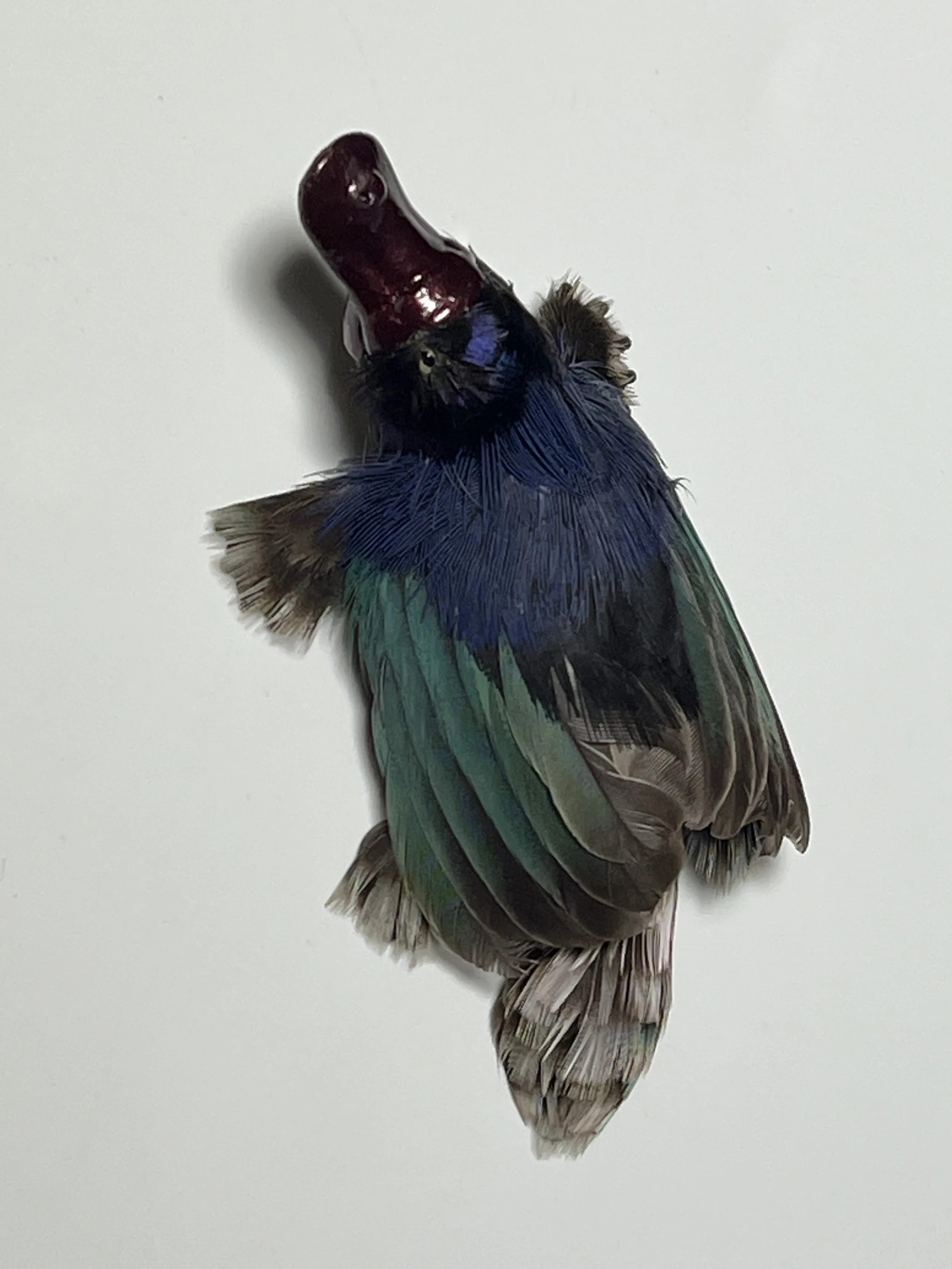 Platypus brooch 2025
Mixed Feathers and mixed media 
3.5x11x7cm
$325