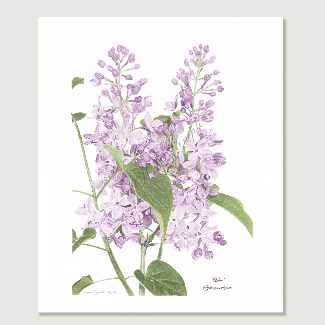 "Lilac" Syringa Vulgaris Print