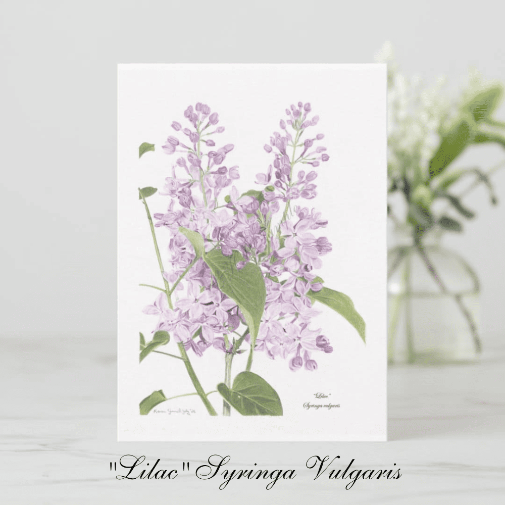 Lilac-syringa-vulgaris-card-LHP-interiors-03.png