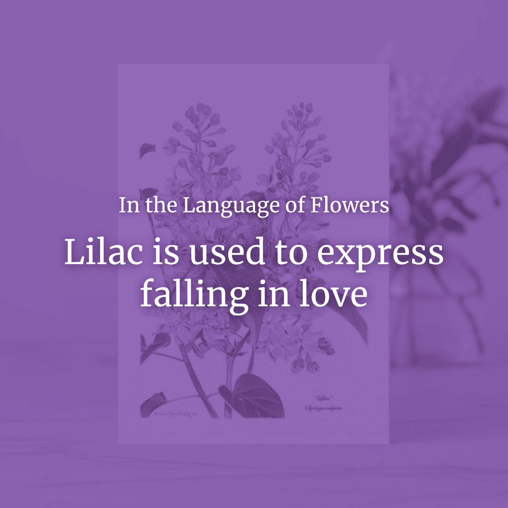 Lilac-syringa-vulgaris-card-LHP-interiors-04.png