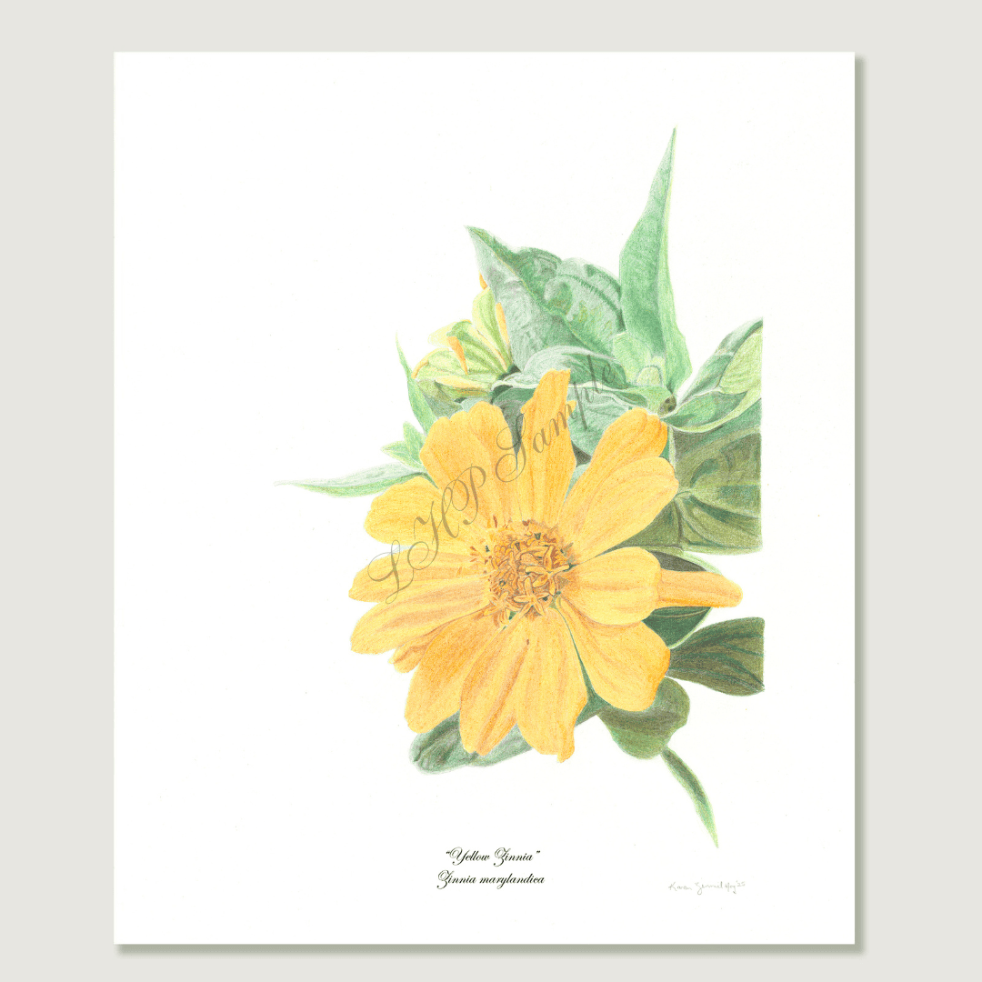 "Yellow Zinnia" Zinnia Marylandica Print