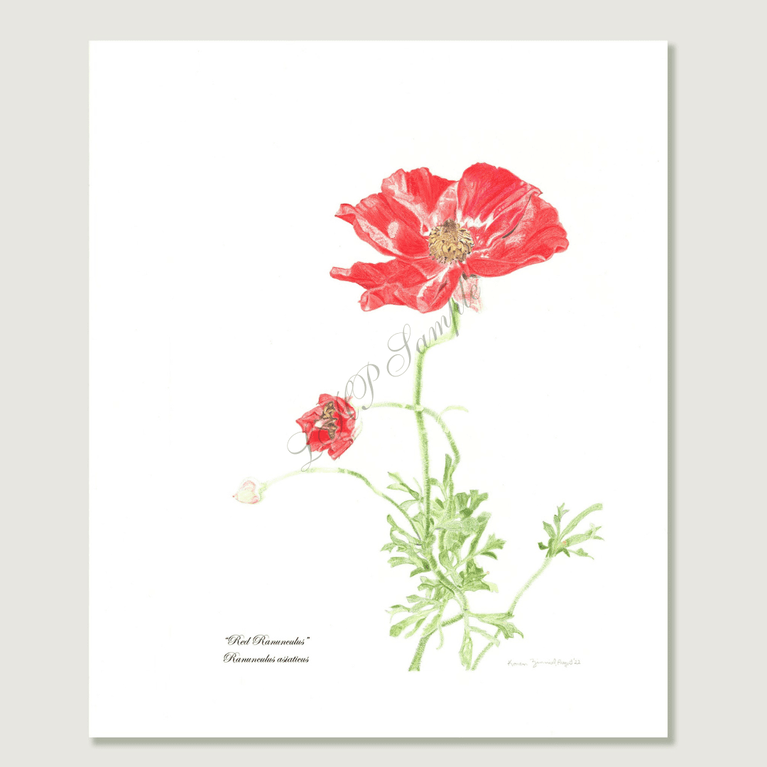 ranunculus-artwork.png