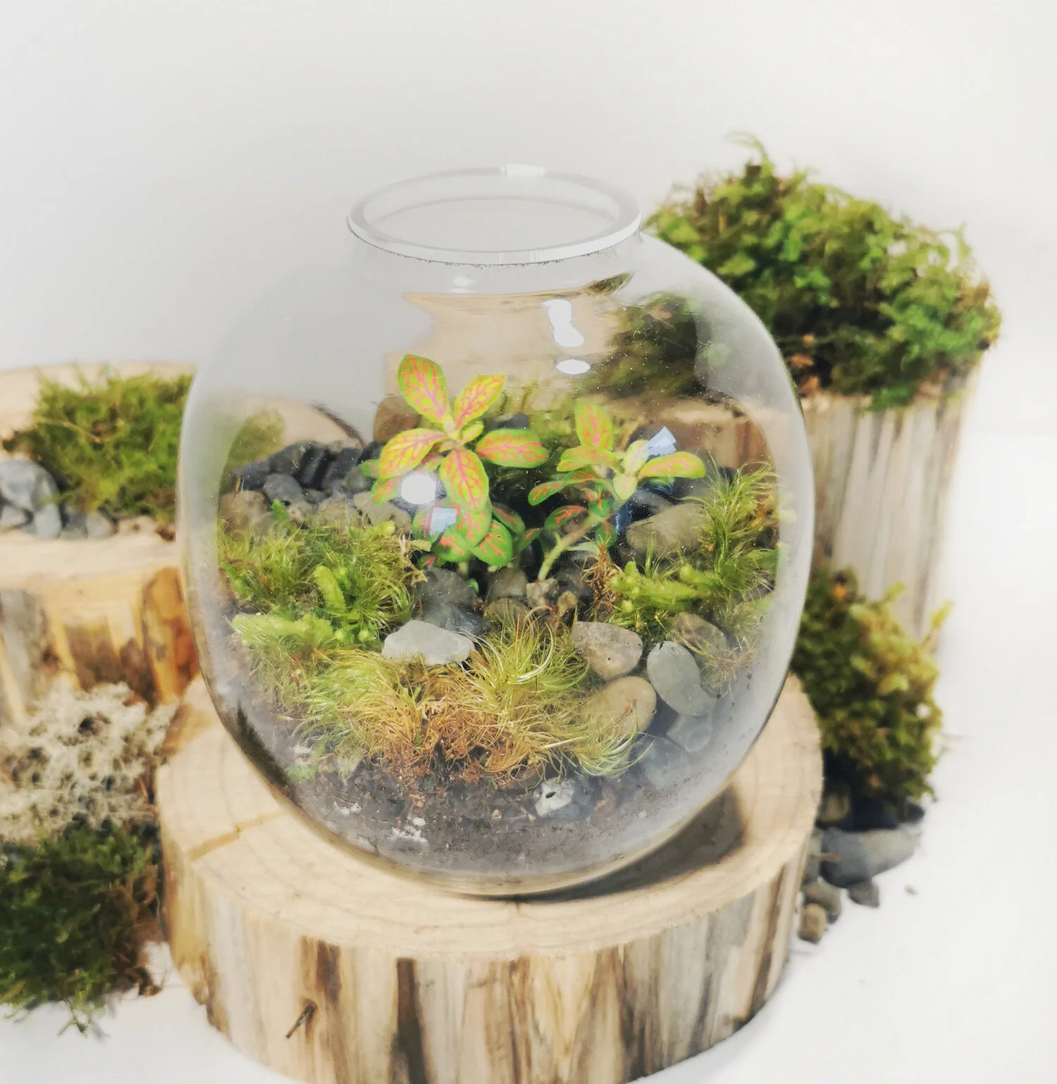 Mini-Dome-Terrarium-Close-Up.jpg