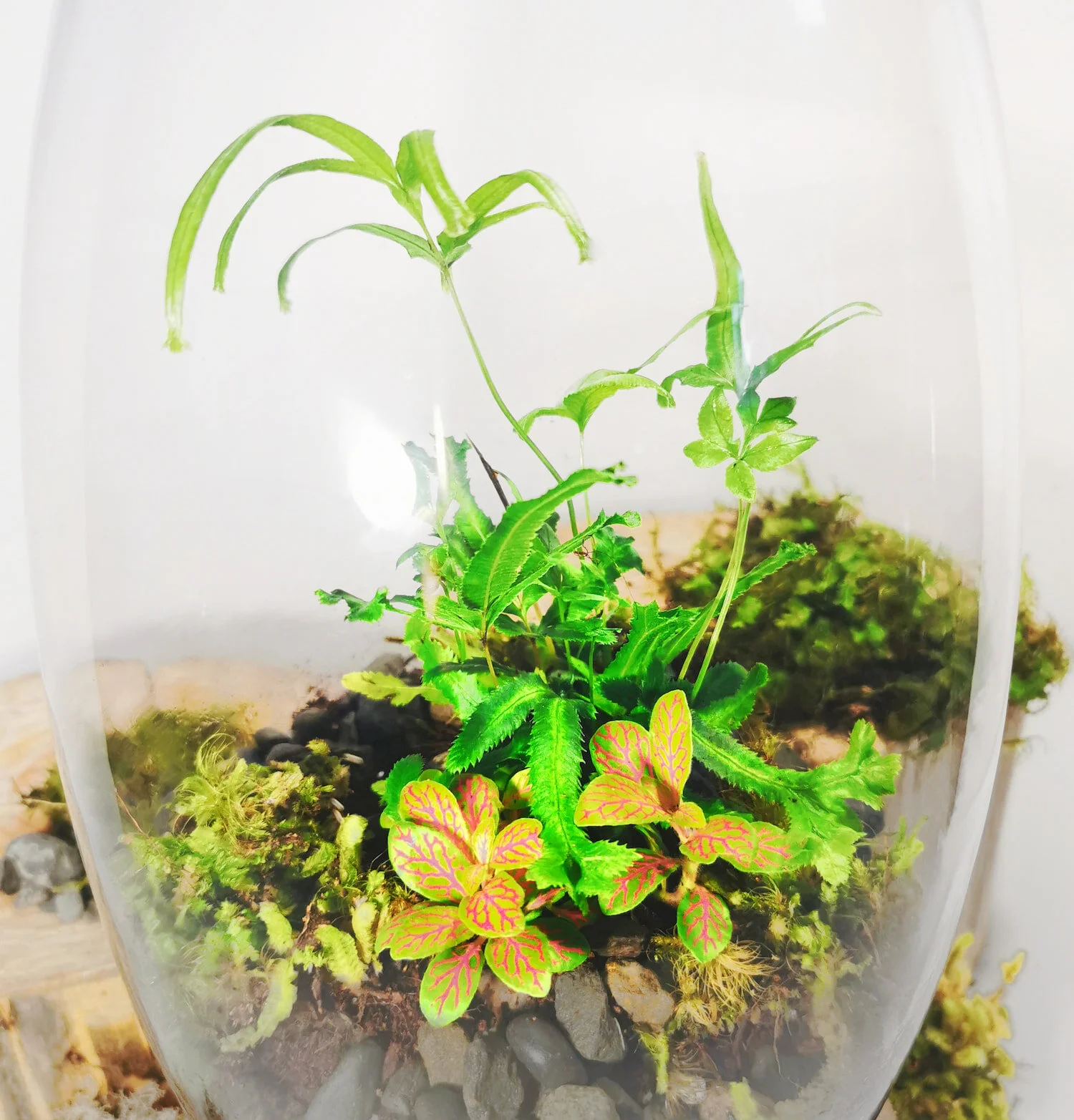 Hurricane-Terrarium-Close-Up.jpg