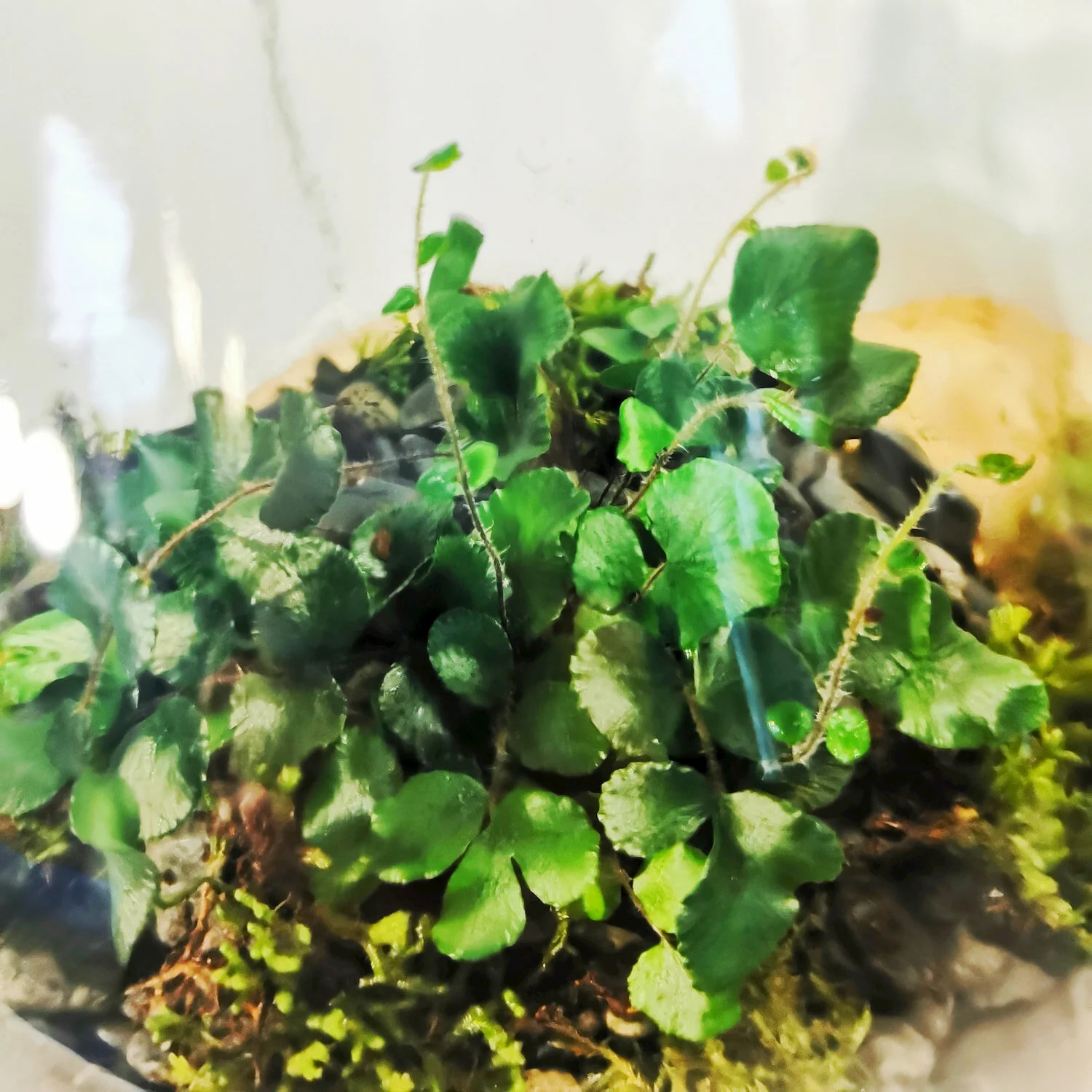 Fernarium-Terrarium-Close-Up.jpg