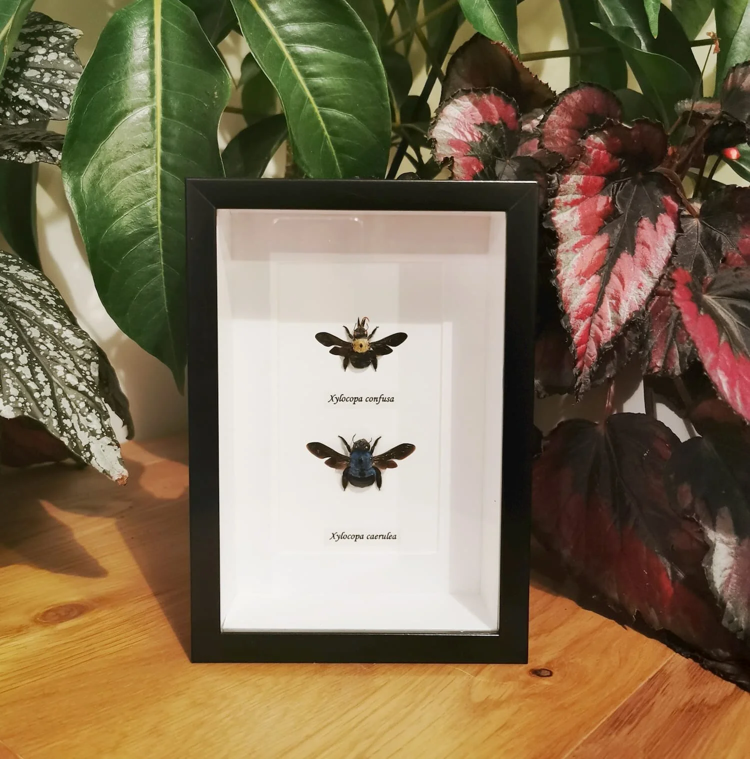 Carpenter Bees Combo 