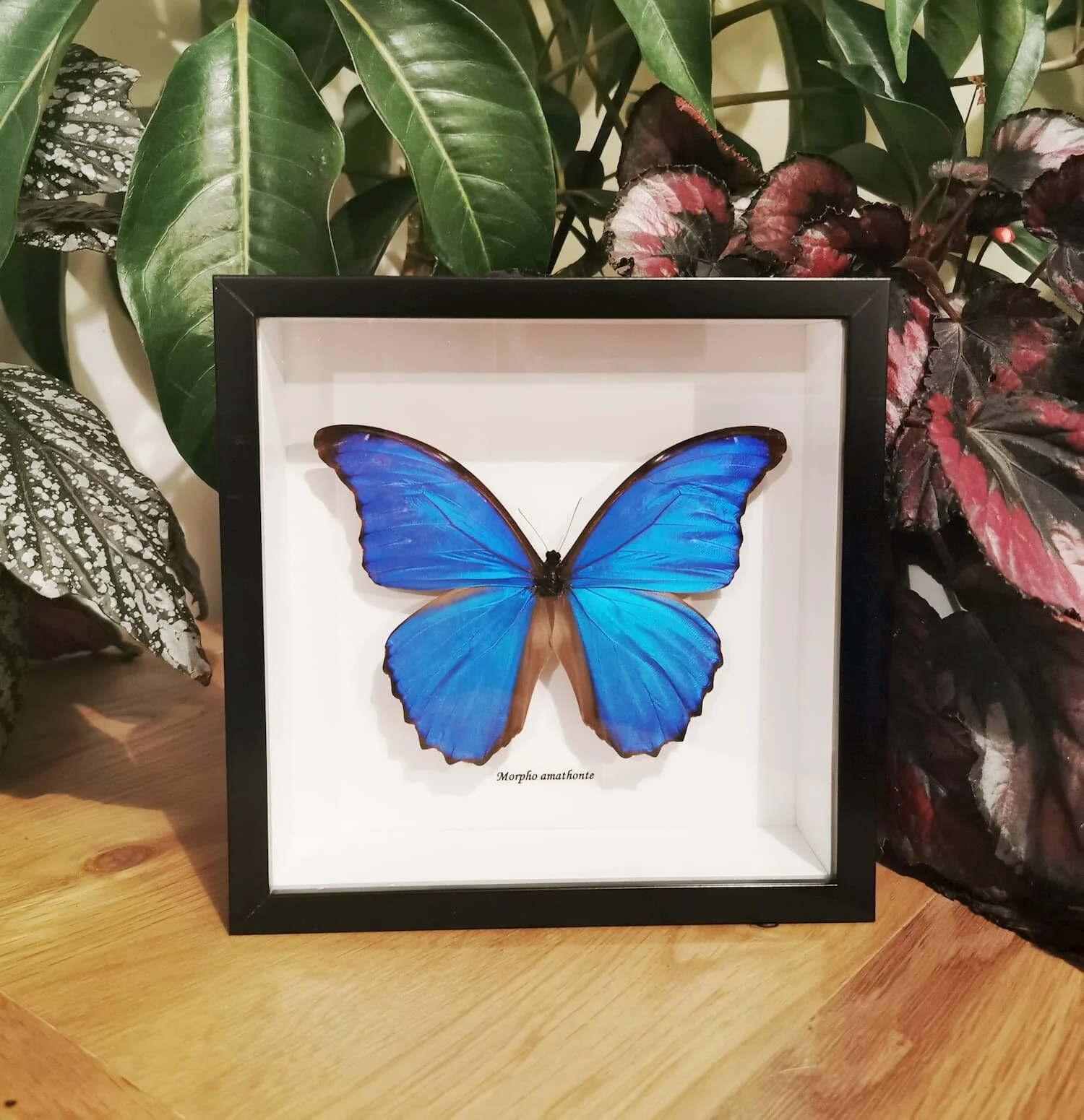 Blue Morpho (Morpho Amathonte)