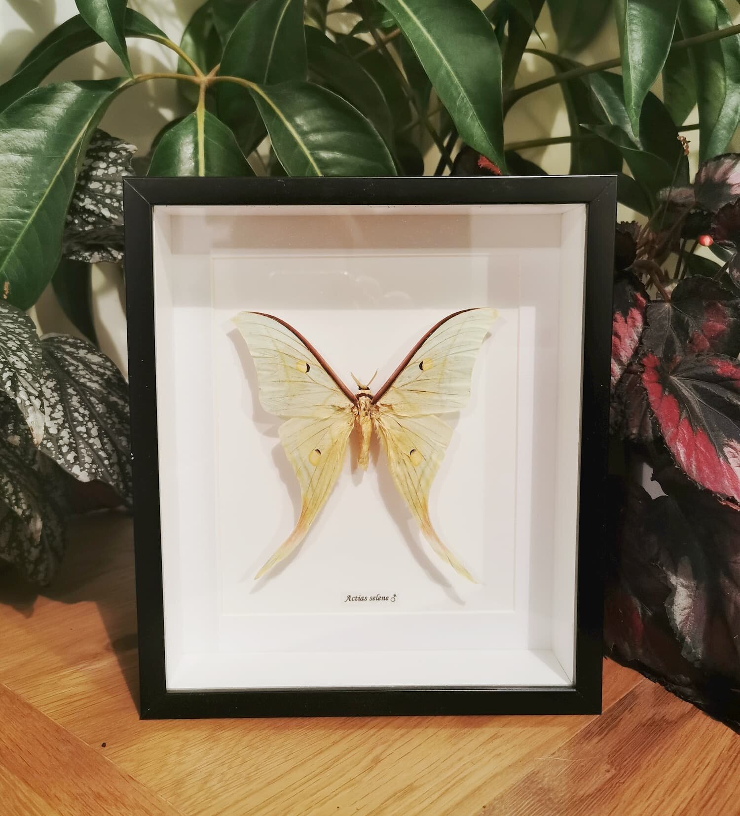 Luna Moth (Actius Luna)