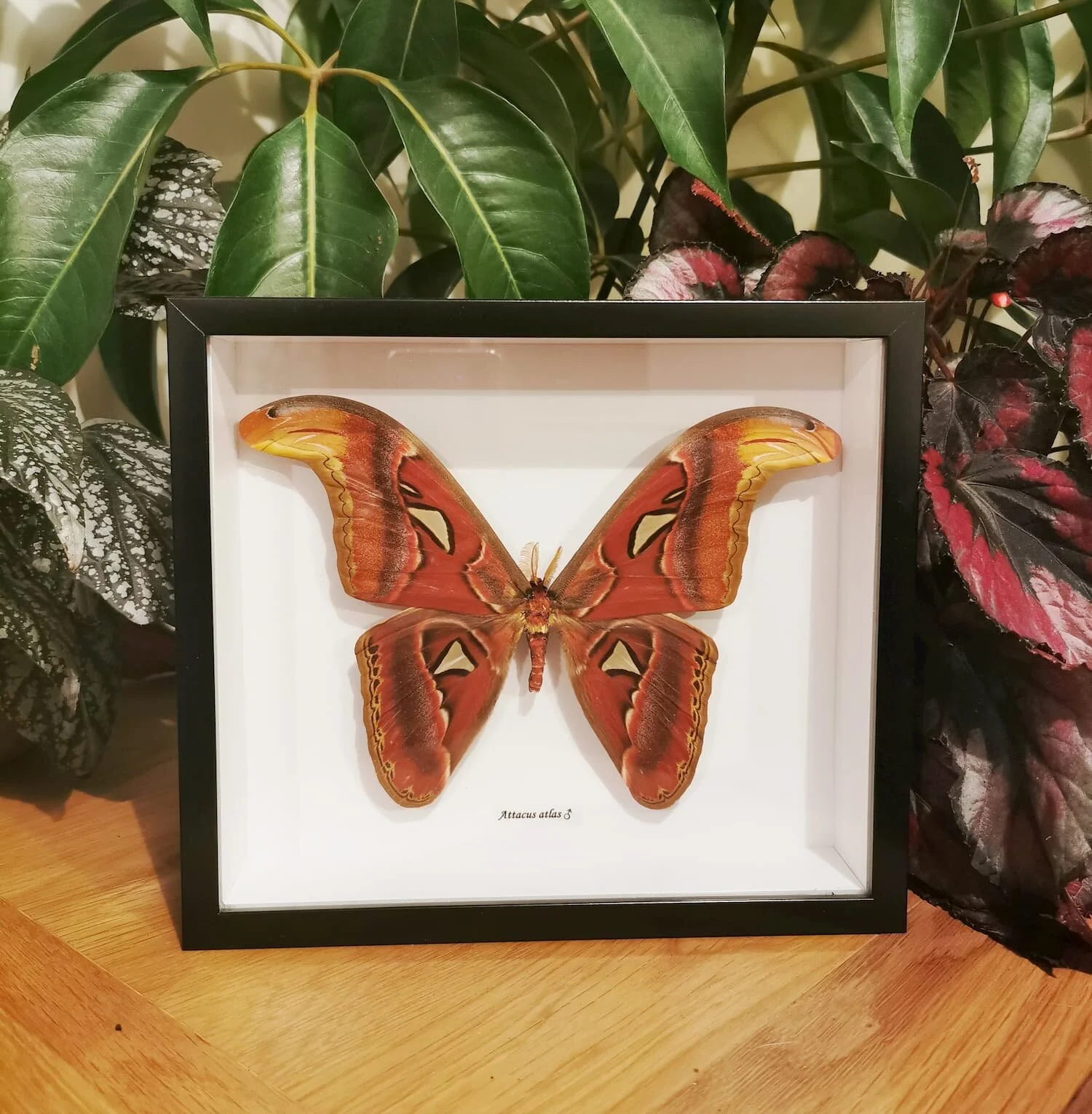 Atlas Moth - Male