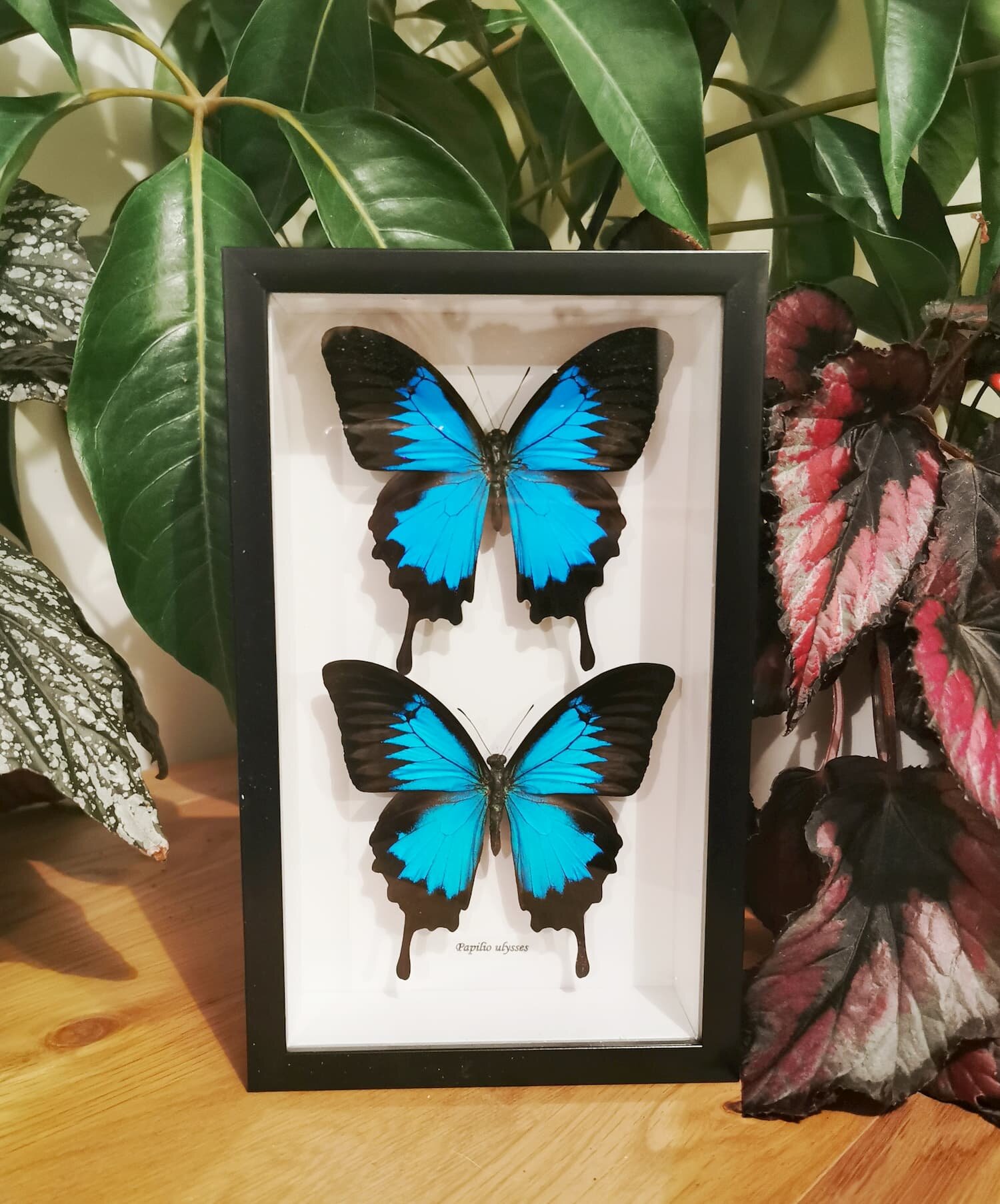 Ulysses Butterfly Combo
