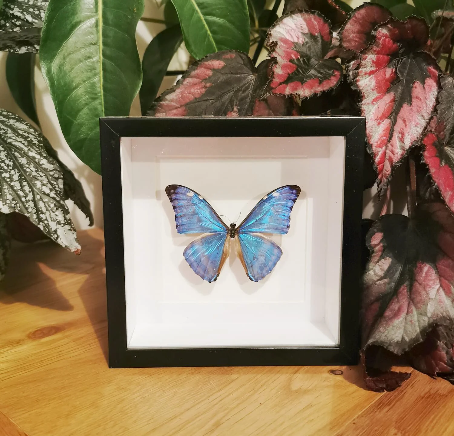Blue Morpho Butterfly - Small