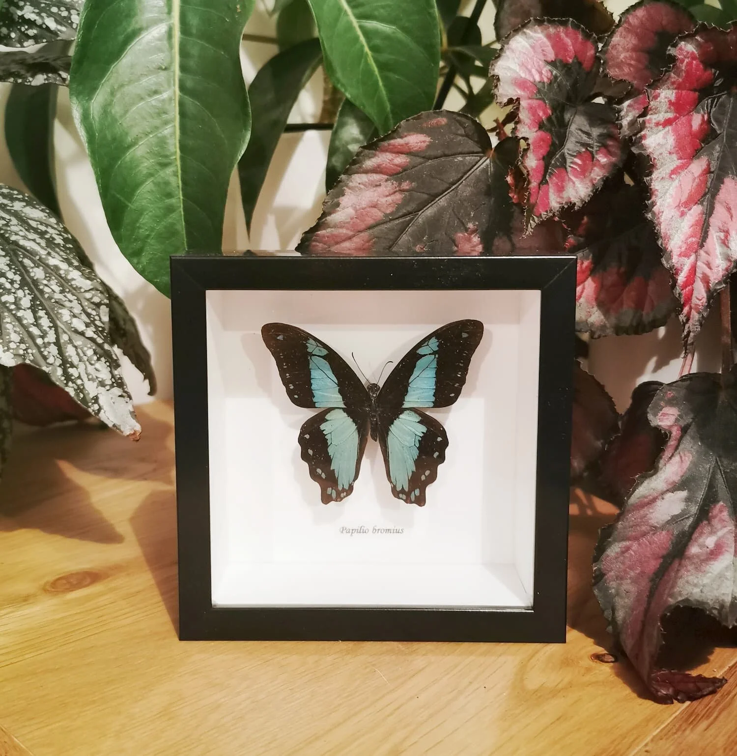 Blue Banded Swallowtail