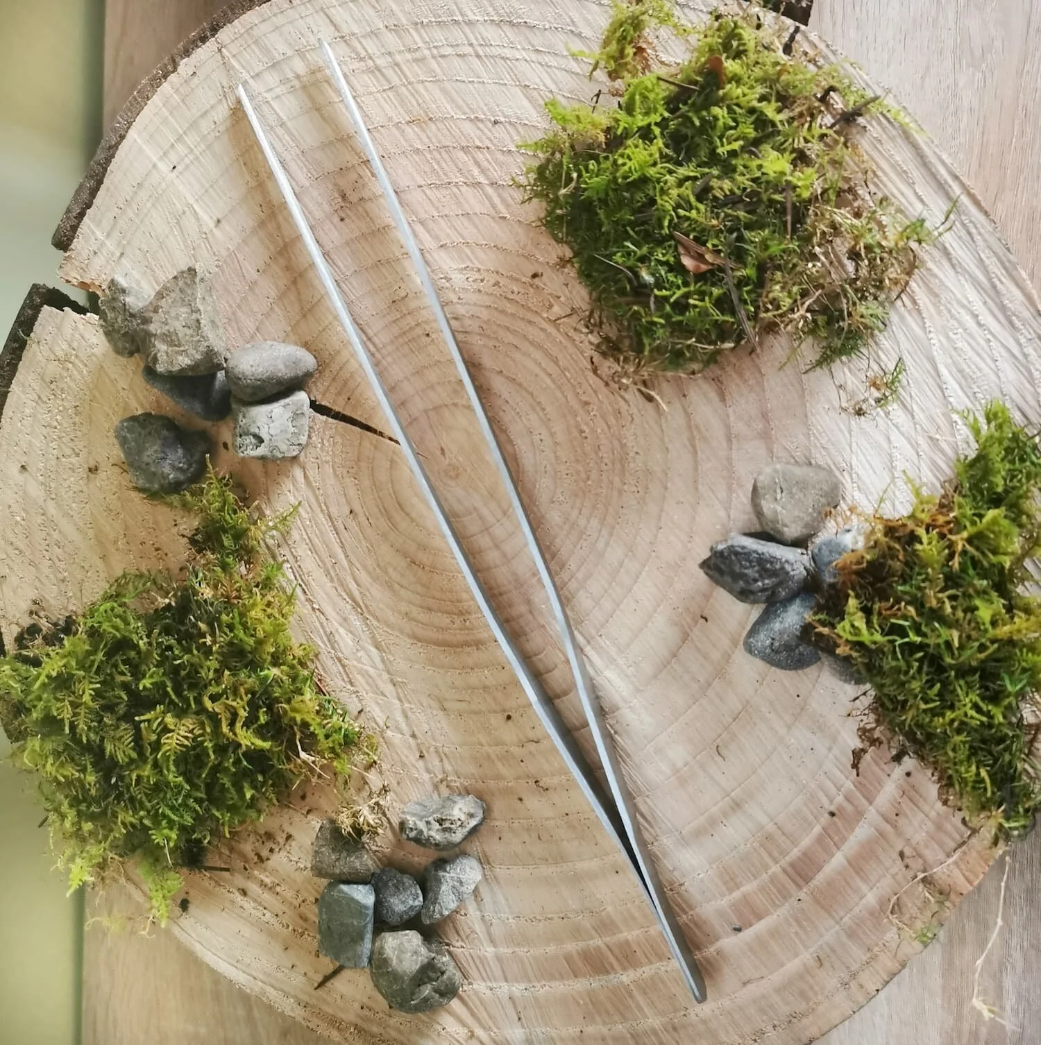 Terrarium Tweezers