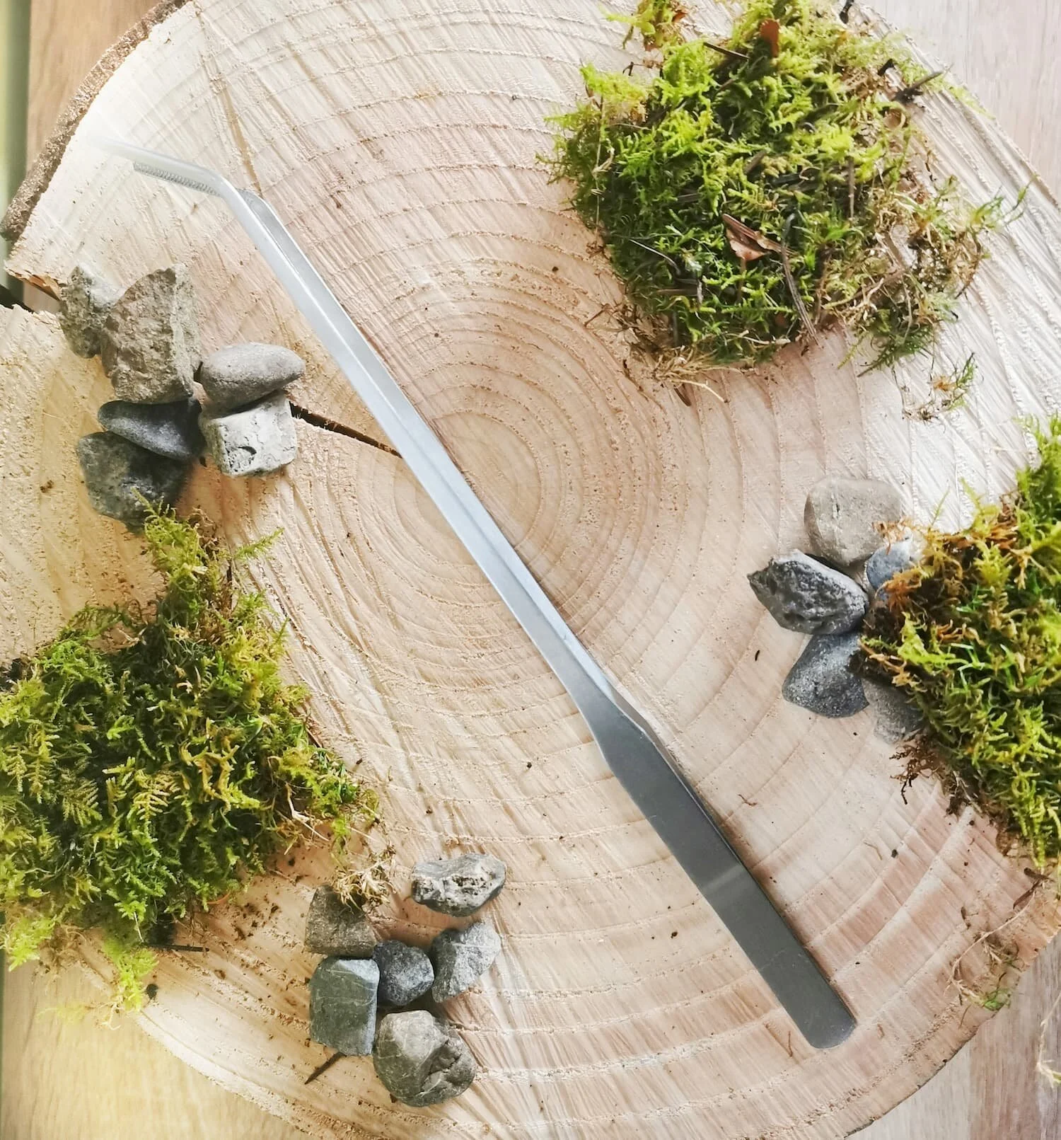 Terrarium Tweezers Curved Tips