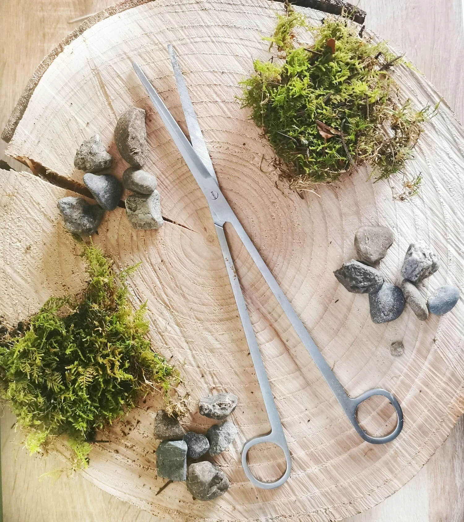 Terrarium Scissors
