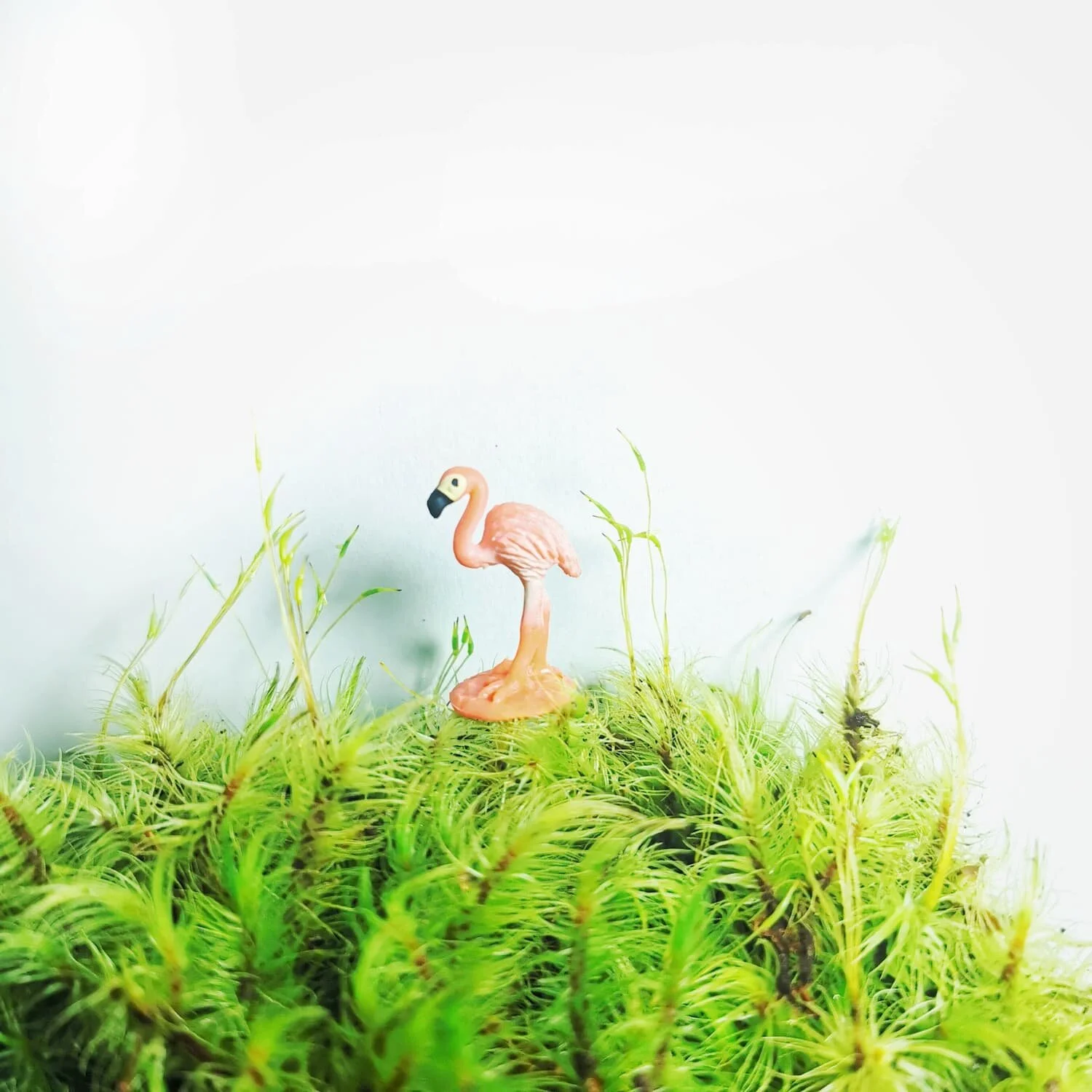 Freddie the Flamingo