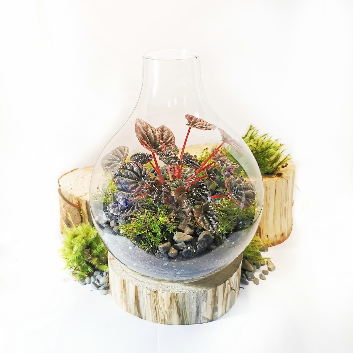 Teardrop Terrarium