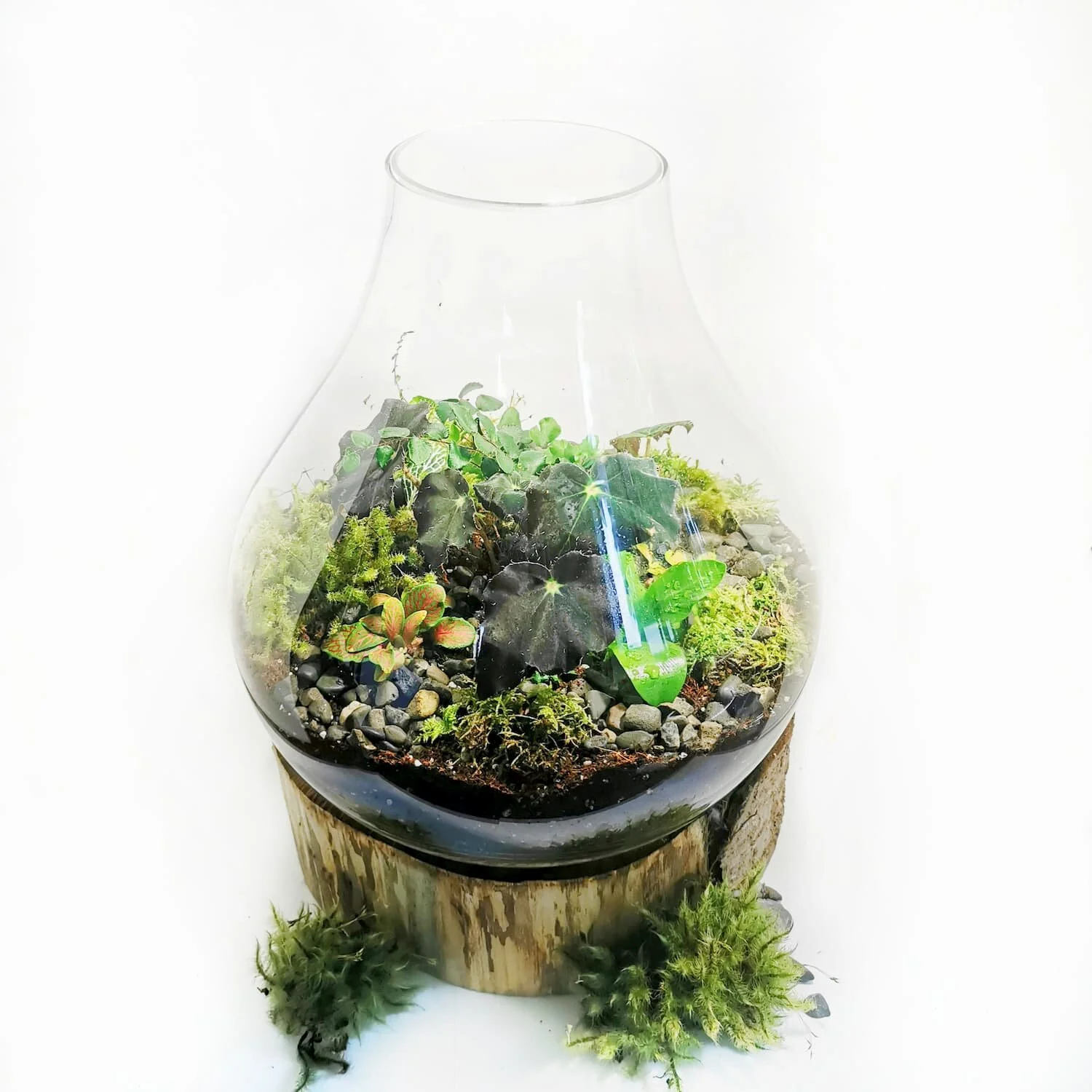 Extra Large Teardrop Terrarium