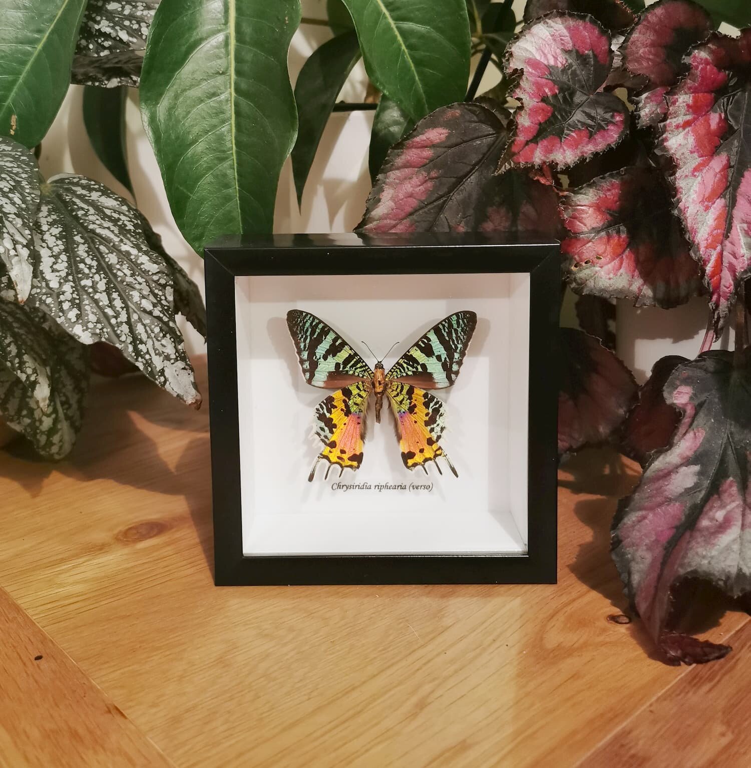 Madagascan Sunset Moth