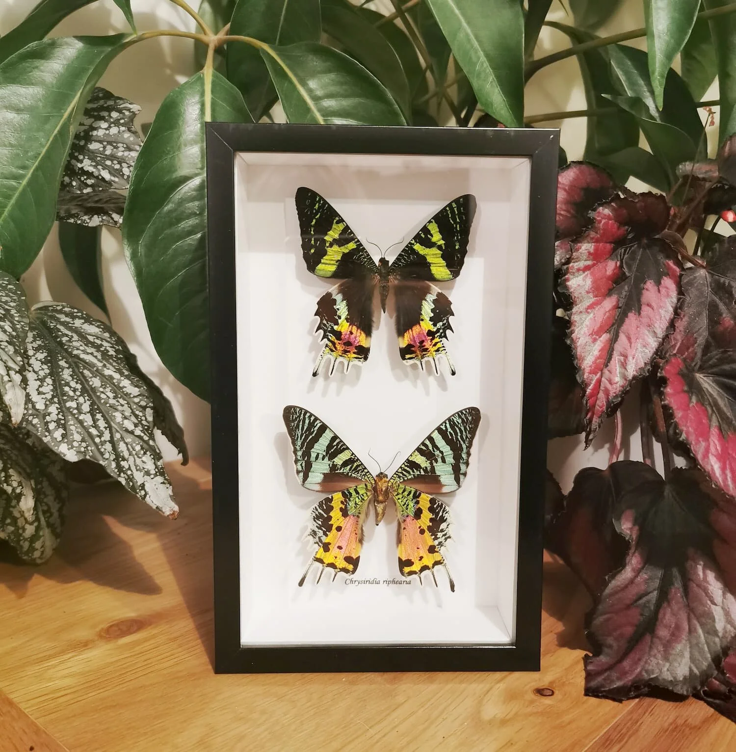 Madagascan Sunset Moth Viso Verso