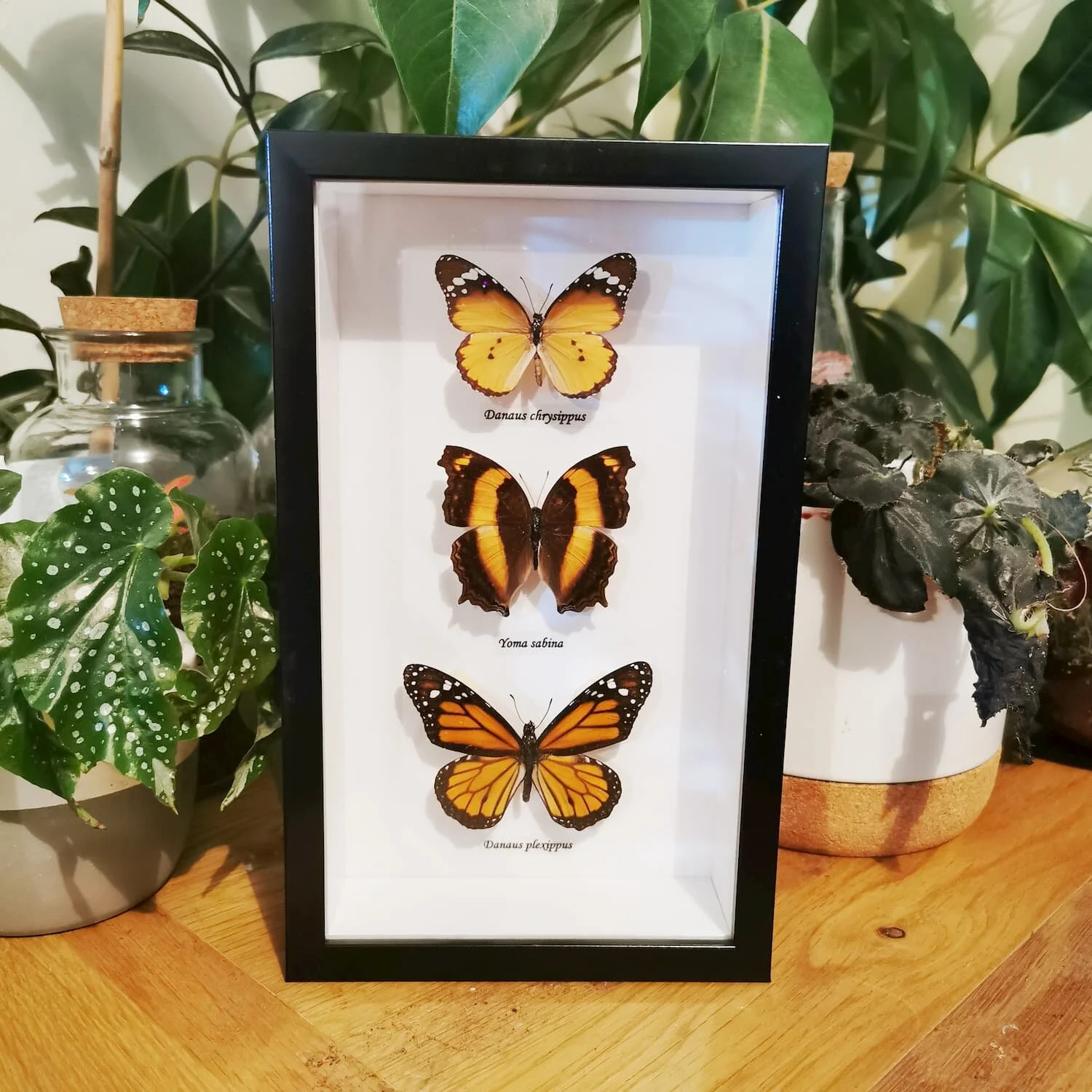 Butterfly Trio