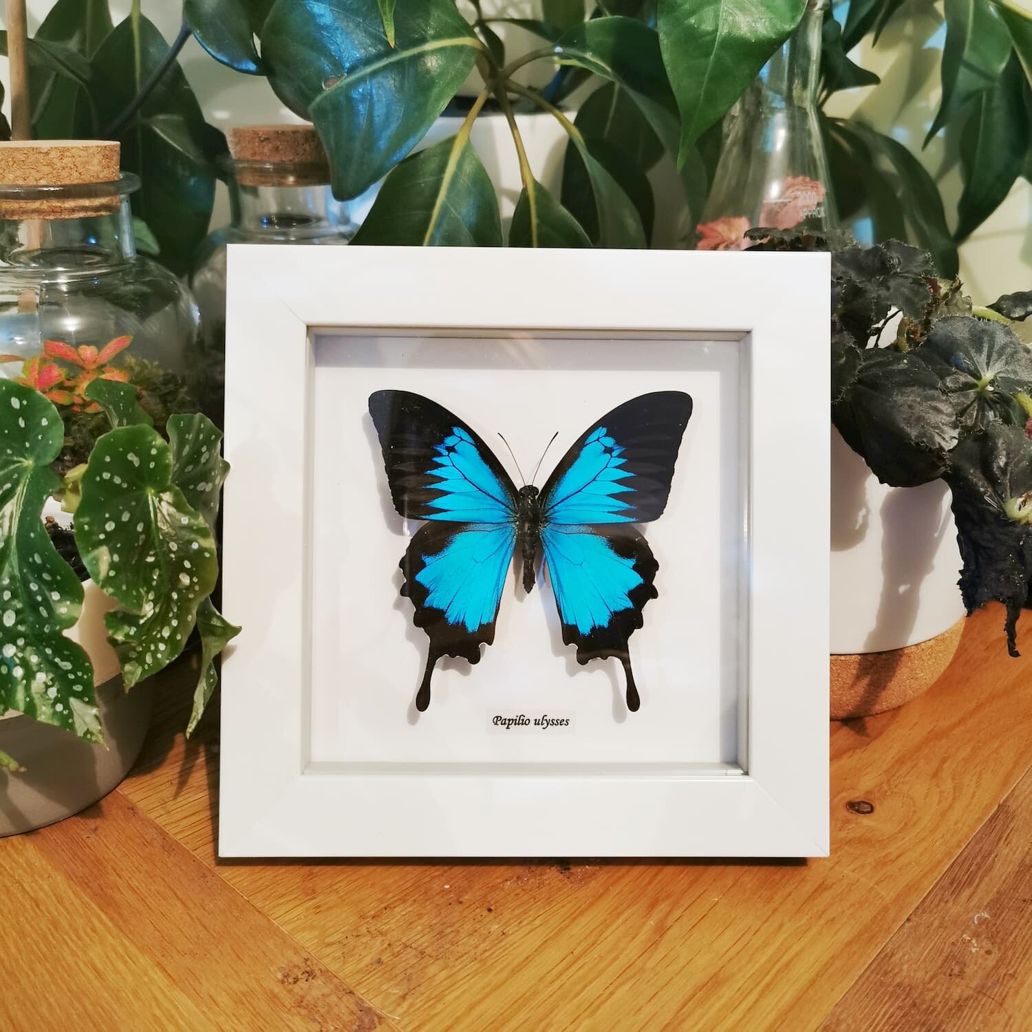 Ulysses Butterfly White Frame 