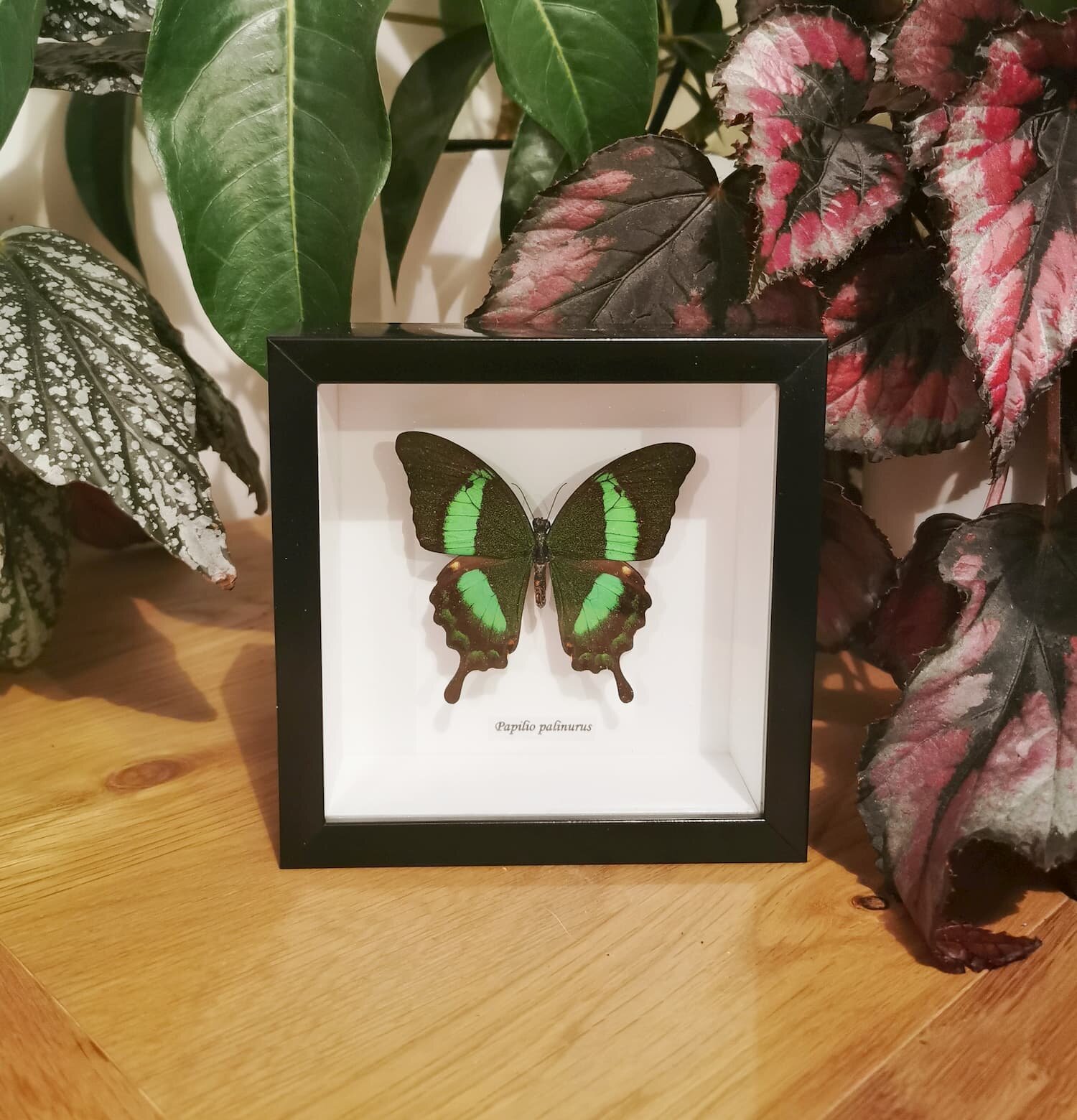 Emerald Swallowtail