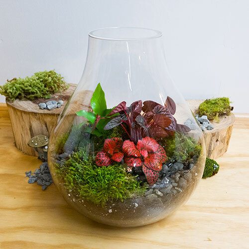 Large Tear drop Terrarium New Zealand