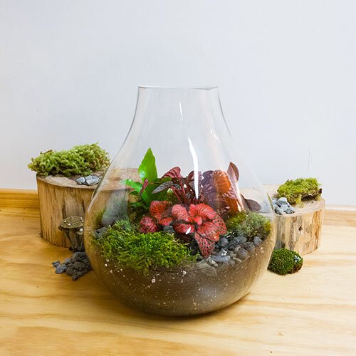 Large Tear drop Terrarium New Zealand