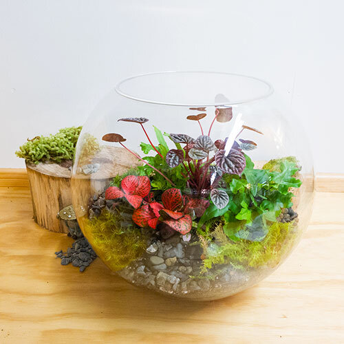 Amazon Terrarium New Zealand