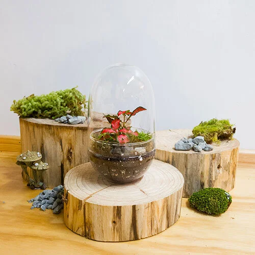 DIY Terrarium Kits — Jungle Botanics