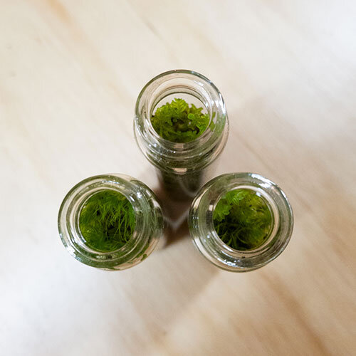 Mini Mossarium Terrarium New Zealand