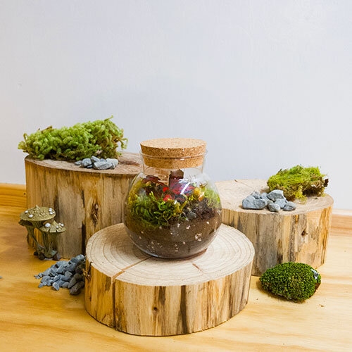 Micro Moss Terrarium New Zealand