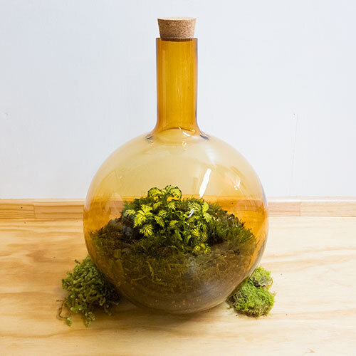 Retro Amber Terrarium New Zealand