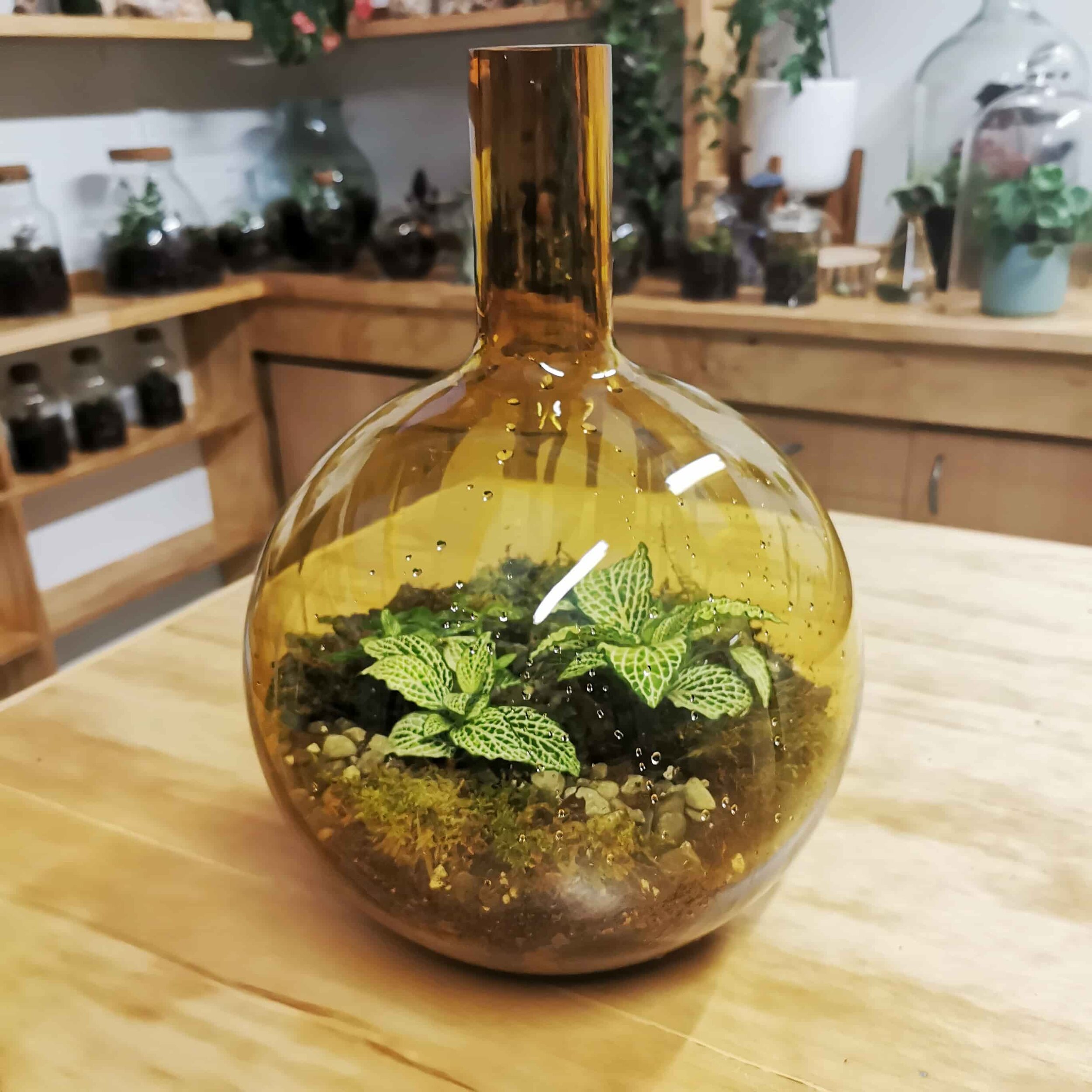 Retro Amber Terrarium New Zealand