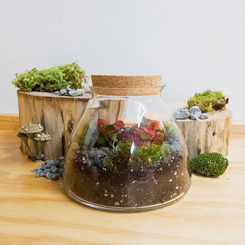 Kit DIY Terrarium Jungle Taille M - 3 Plantes