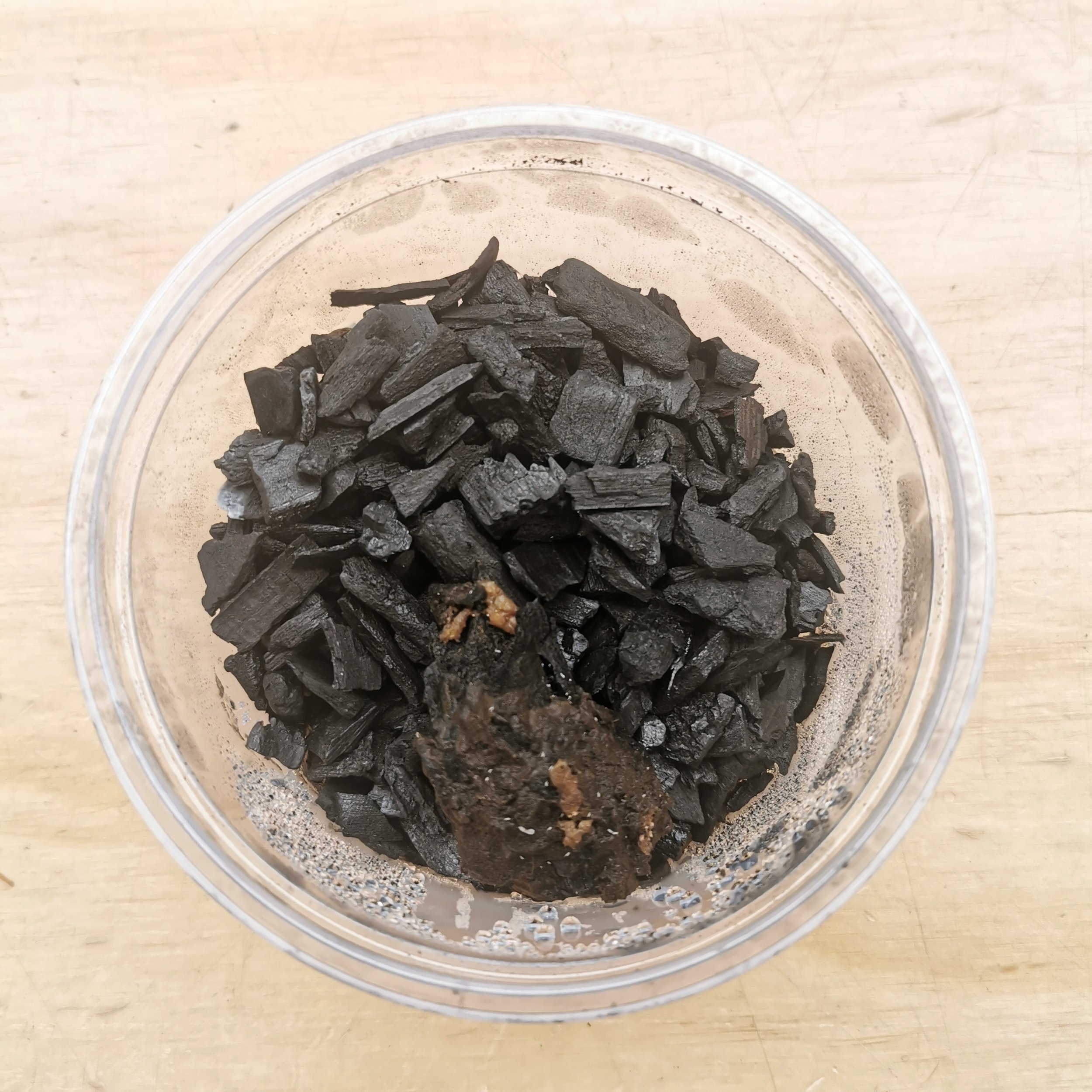 Terrarium-Springtail-Birds-Eye-View.jpeg