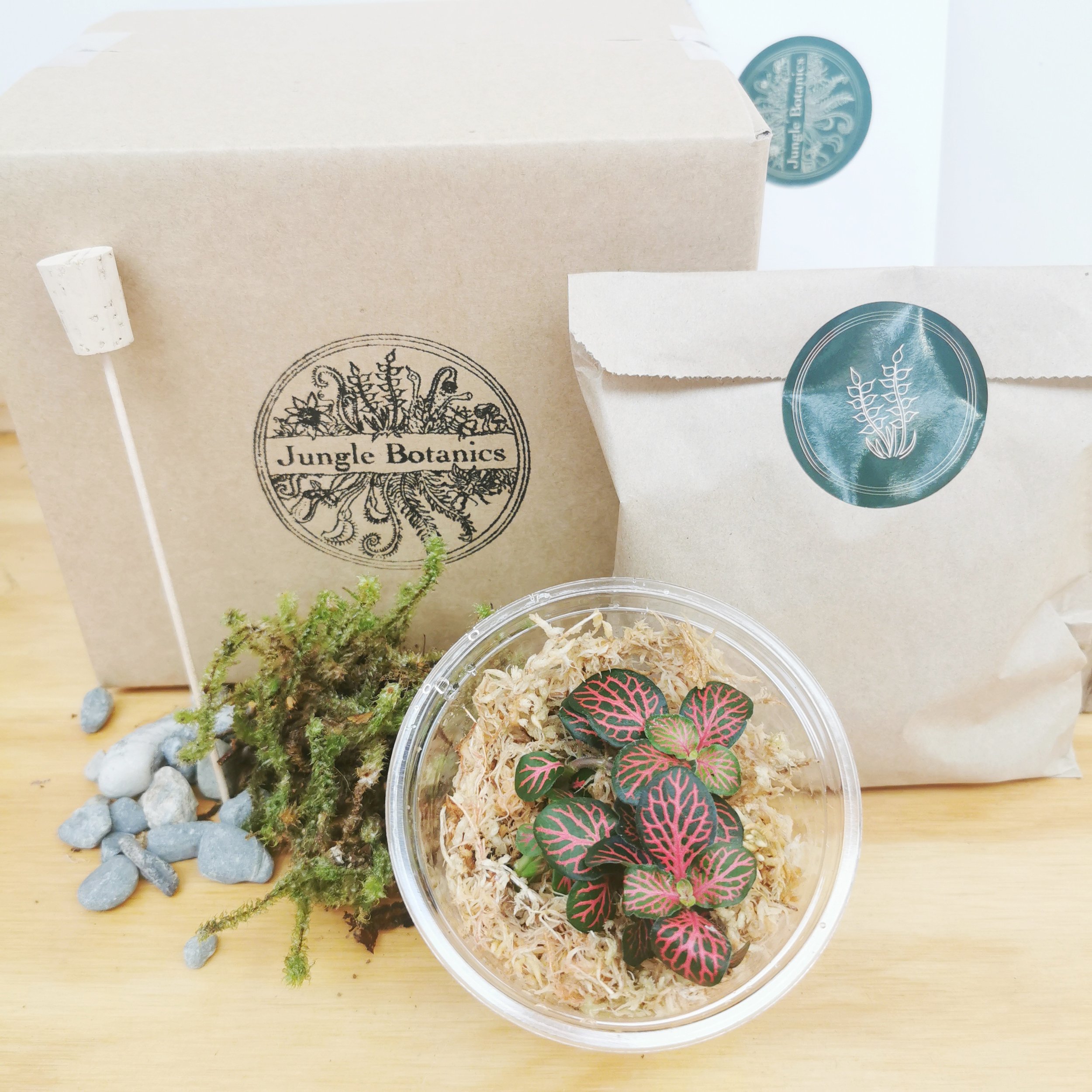 DIY Terrarium Kits — Jungle Botanics