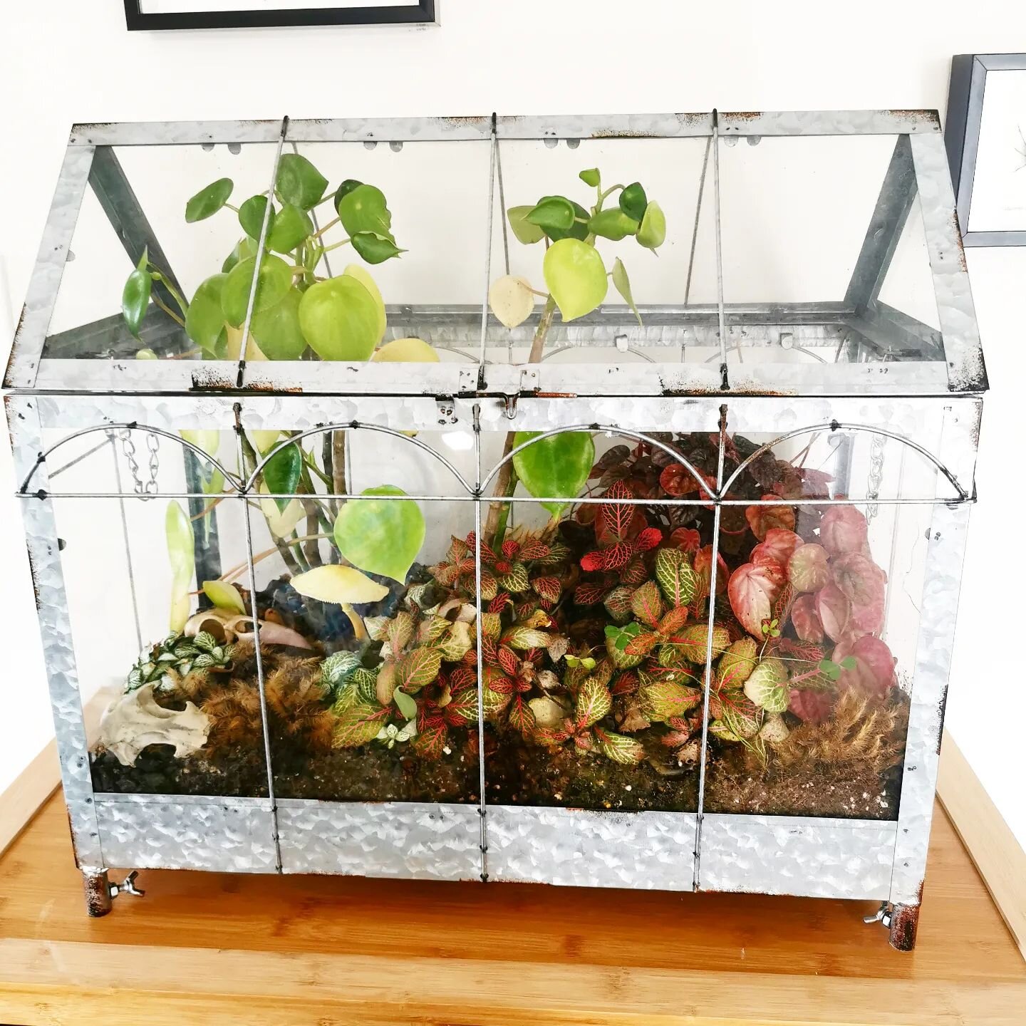 Can you spot my little friend? 🍄💛

#terrariumstudio #terrariums #wellington #plant #plantsofinstagram #plantstyling #plantlove #indoorplants #houseplants #greenthumb #love #miniworld #selfsustaining #local #handmade #moss #green #growing #kapiti #n