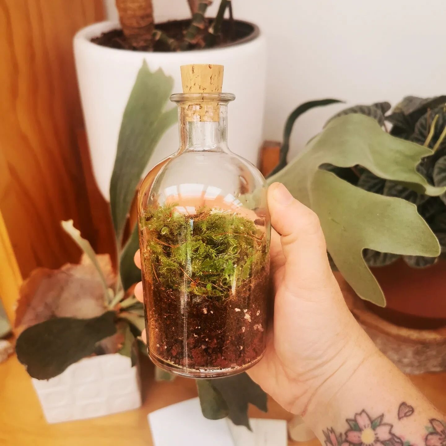 I love these little mossariums 😍🌿

#wellingtonterrariums #terrariums #wellington #plant #plantsofinstagram #plantstyling #plantlove #indoorplants #houseplants #greenthumb #love #miniworld #selfsustaining #local #handmade #smallbusiness #girlboss #g